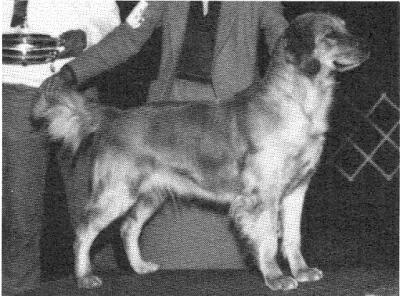 CH Beaumaris Aspen Hill Tessa