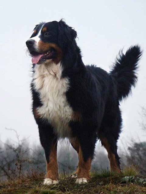 2XCACIB,7XCAC,4XBOB Dantes Ekaterinoslavskiy