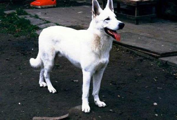Lucky vom Wolfsblut