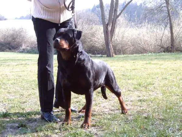 DT.VDH-CH Tina vom Weissen Schwan