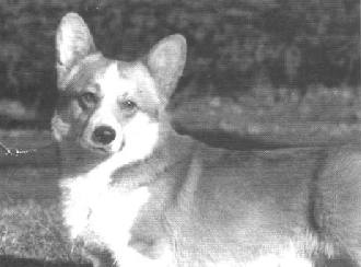 CH (NO) Jofren Nabob