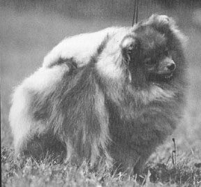 CAN CH Chriscendo Chatelaine