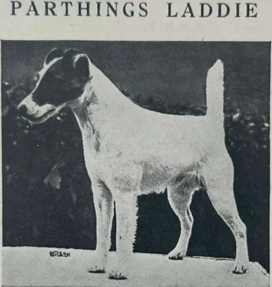 Parthings Laddie