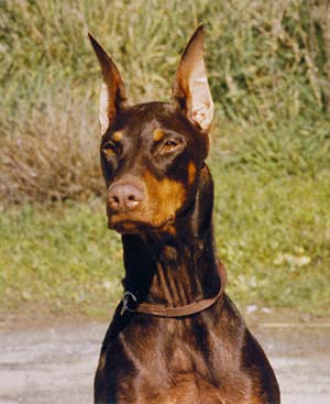 Am. Ch. Can. Ch. Janric's Zerline V Davanti