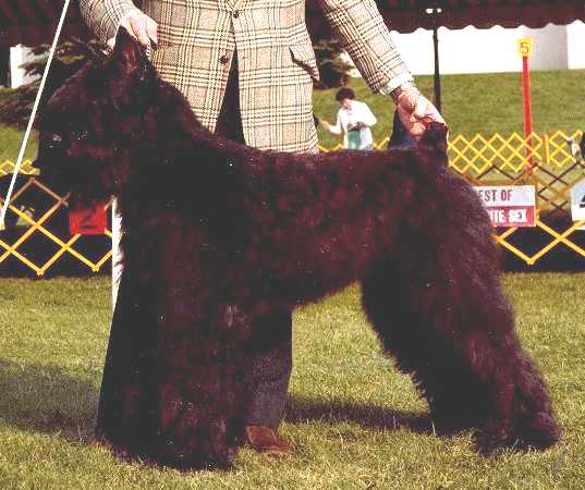 Ch. Jenbedon's Tuff Tully
