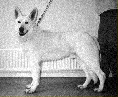 Royal Dakota Duke