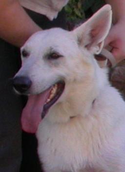 Princesse Coralie de la Cour (LUNA)