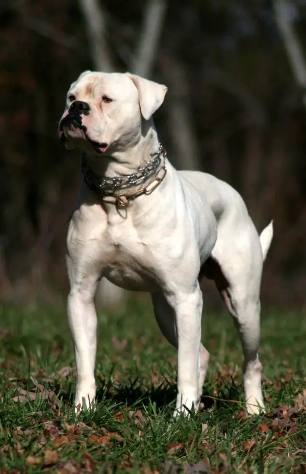 S GR CH Bionic's Knuckle Head