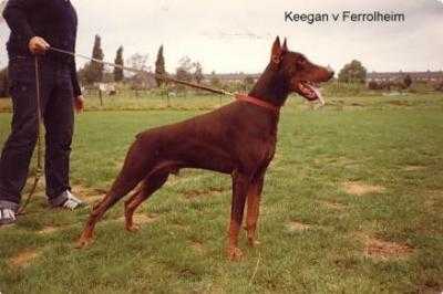 CH Keegan Vom Ferrolheim