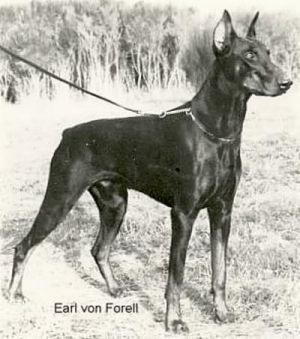 Earl Von Forell