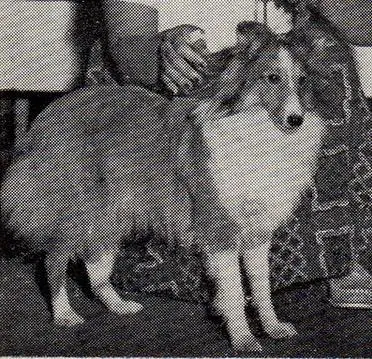 AM/CAN CH Geronimo Son Rey