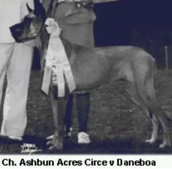 CH Ashbun Acres Circe V Daneboa