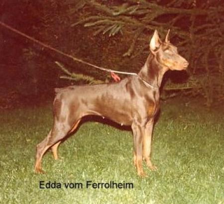 Edda V Ferrolheim