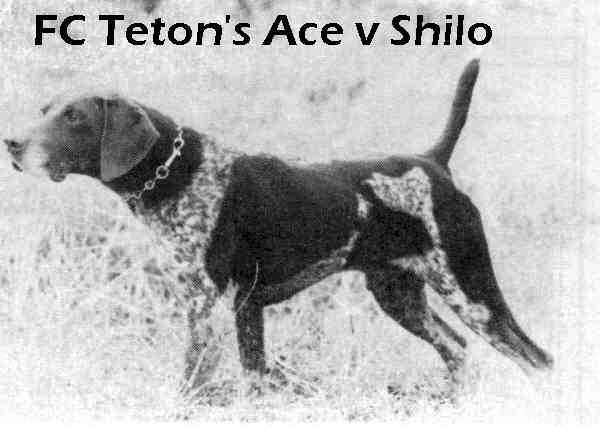 FC Teton's Ace v Shilo