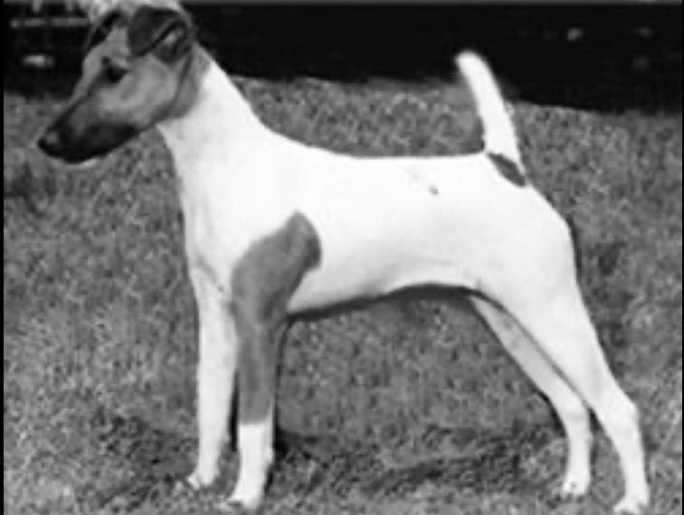 AM CH Laurelton Please Do