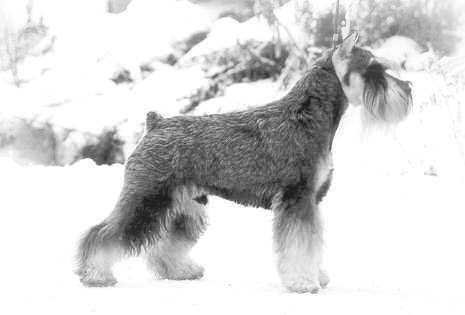 CH. DK CH S. Unique Van de Havenstand