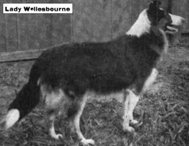 Wellesbourne Lady