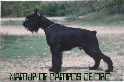 Namur De Campos De Oro