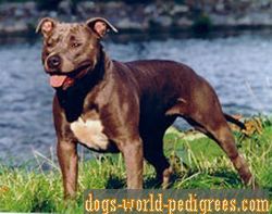 Renegade's Silver Smoke Nyonya