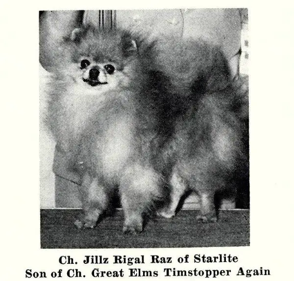 CH Jillz Rigal Raz of Starlite