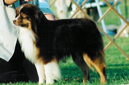 NAMASCUSA CH Taycin's First Edition