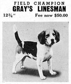 FC Gray's Linesman