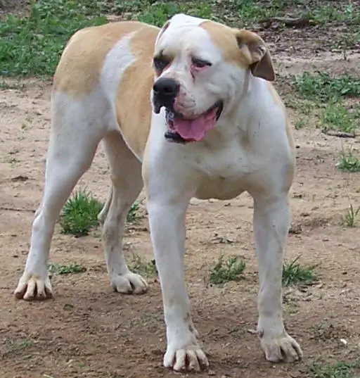 Double B's Boo of Jacobs