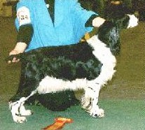 NU CH Cleavehill National Velvet