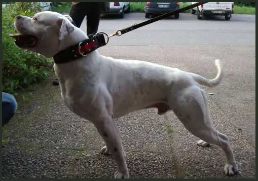 Blocky Bulldogs Block of TG/Lizardcreek