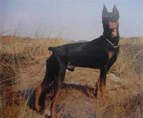 BRIEGEL vom Froböseneck