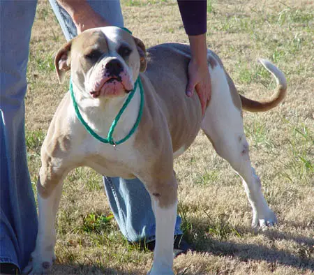 Johnson's Collette 76