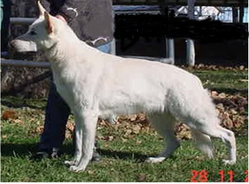 UKC RBIMBS GRCH FO Proud's Corinthian Connection