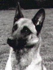 Halusetha's Yellow Vero