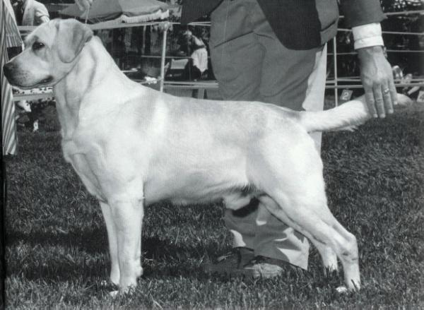 AKC/CAN CH Chelons Scottish Gillie