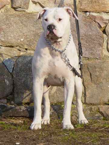 Boyd's & Ostergaard's Druzilla