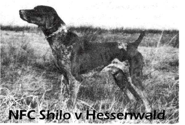 FC Shilo v Hessenwald