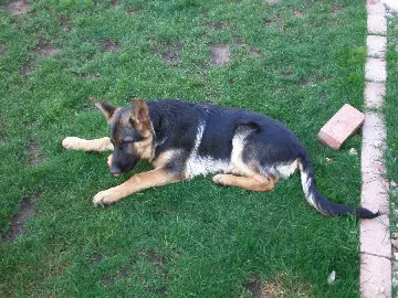 Rocky Von Boehm II