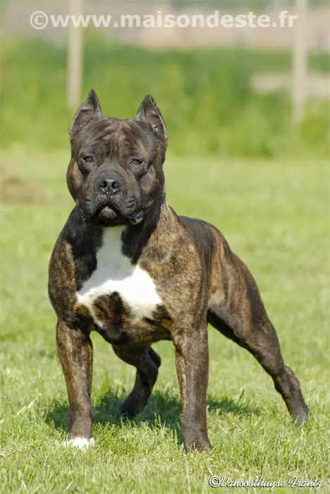 Vidok De La Maison D'Este