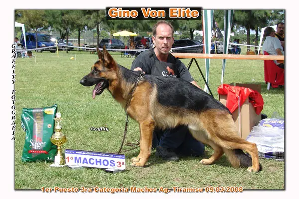 Gino von Elite
