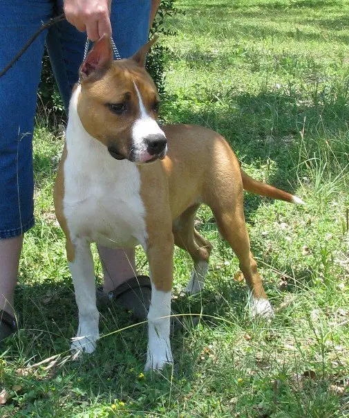 AKC MJR PTD Rounder's Sweet Margarita