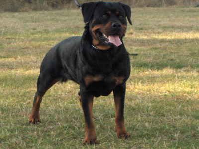 Vanda od Dragicevica