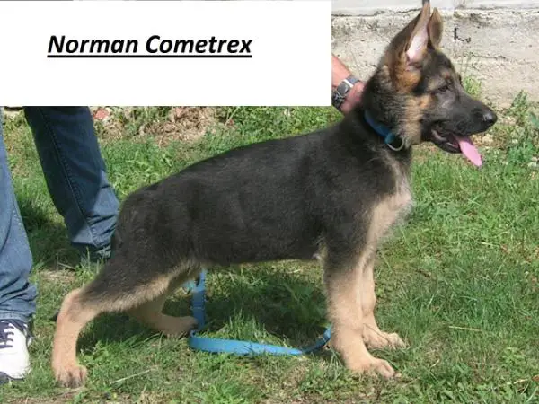 Norman Cometrex (*)