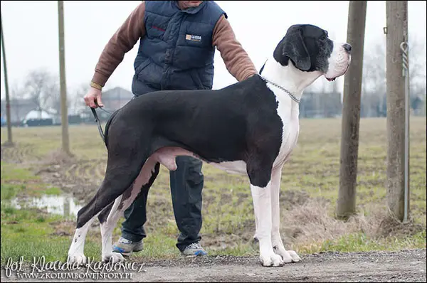 PL.CH. Boris-M Del Castello Delle Rocche