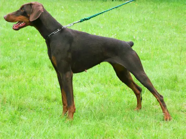 Milady Magiorre Alary Aslar