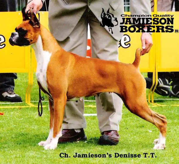 CH.EC. Jamieson's Denisse