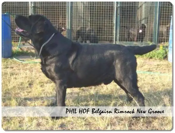 PHIL HOF Belgairn Rimrock's New Groove