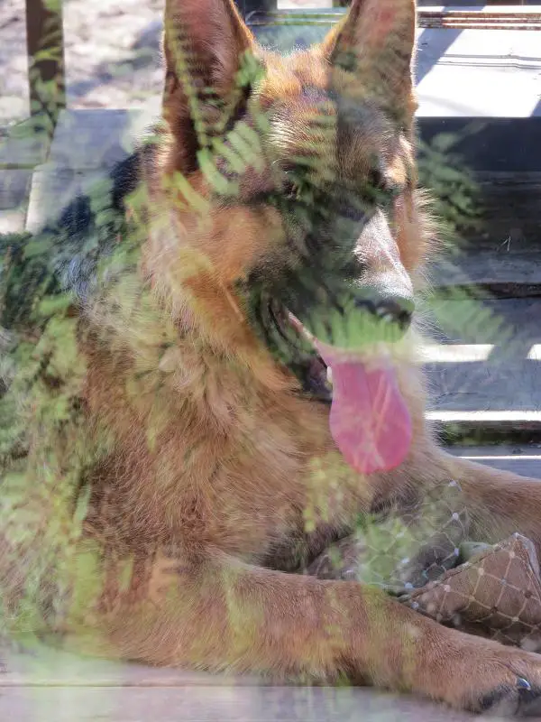 Ranger von Haus aus Bade