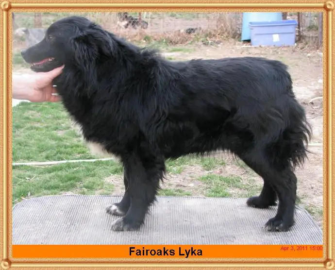 Fairoaks Lyka
