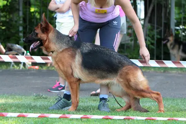 Ch.RUS, RKF Autbek Shalunya