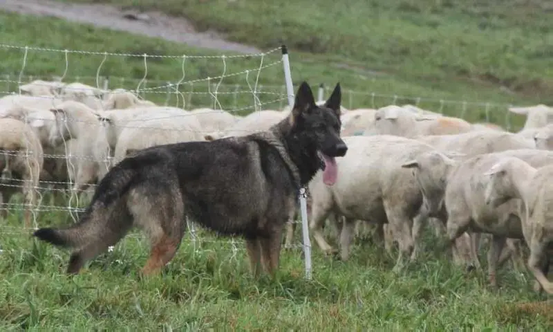 V Aries vom ShepherdGate